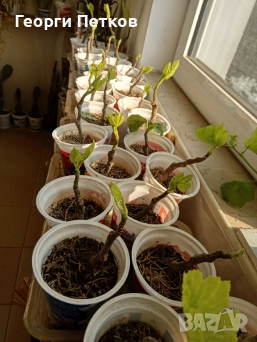 Смокини разсад в кофичка, с височина 20-25см., снимка 6 - Градински цветя и растения - 53882518