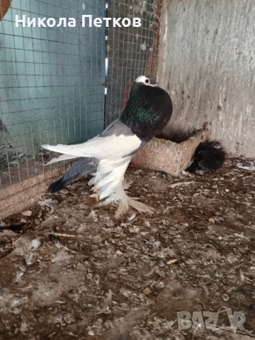 Седлати болани , снимка 4 - Гълъби - 52890583