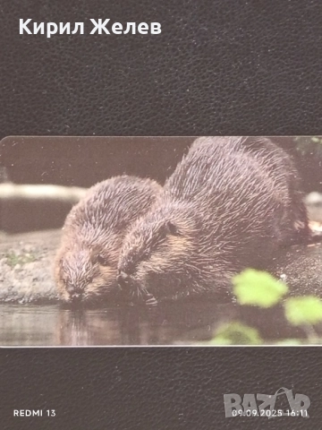 Три фонокарти ТЕЛЕФОНКАРТЕ ГЕРМАНИЯ,БУЛ ФОН БЪЛГАРИЯ за КОЛЕКЦИЯ ДЕКОРАЦИЯ 50935, снимка 8 - Колекции - 51655536