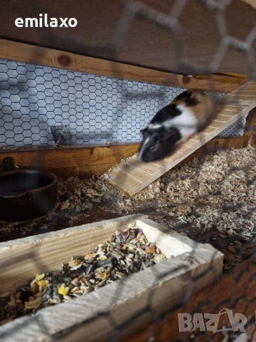 3 етажна Клетка  за морски свинчета, снимка 3 - Морски свинчета - 54180356