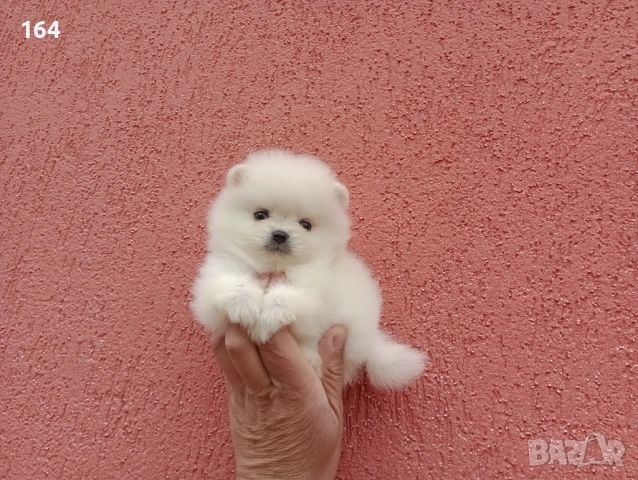 Мини мъжки Померан. Реални снимки от 27.04.26 г.