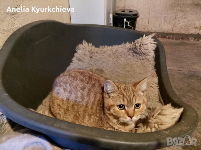 британско късокосменно 