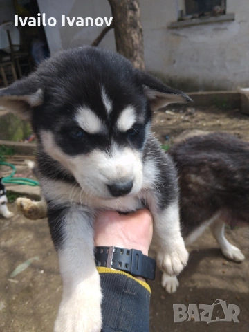 Малки кученца Сибирско хъски, снимка 4 - Хъски - 54125376