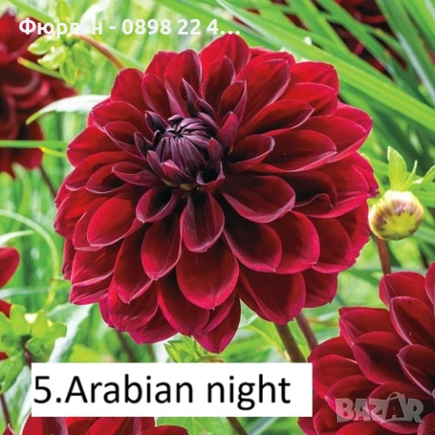 Луковици - Коренище на Далия   - Цена за 1 бр.: 2,50 € / 4,89лв. 