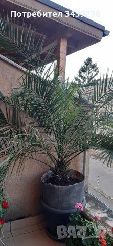 Финикова палма, снимка 1 - Градински цветя и растения - 42156960