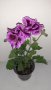 Продавам КРАЛСКО МУШКАТО и НИСКОСТЕБЛЕНО МУШКАТО , снимка 1 - Градински цветя и растения - 37028385