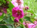 Малина (rubus odoratus), снимка 1 - Градински цветя и растения - 38067275
