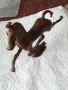Бронзова фигурка на 🐎 кон 52857, снимка 7