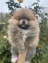 Померан померанчета, снимка 4