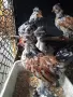 Продавам пиленца Бреговска джинка, снимка 1