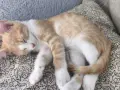 Подарявам котенца, снимка 2