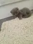 Клепоухи шотландки, снимка 8