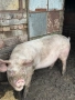 Продавам прасе, снимка 1