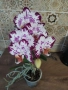 Орхидея magic art, снимка 1