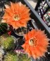 Кактуси Echinopsis хибриди, снимка 1 - Градински цветя и растения - 44326165