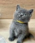 британски котенца, снимка 6