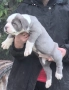 Американско Були Хл/American Bully XL , снимка 8