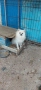 померан, снимка 6