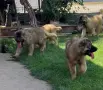 Кавказка овчарка, снимка 1
