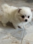 Померан мини , снимка 3