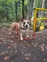 Мъжки AMSTAFF за разплод, снимка 1
