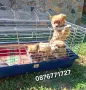 Померан кученца , снимка 4