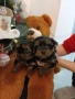 Мини йоркширски териери , снимка 4