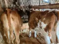 2 женски телата по 4 месеца , снимка 2