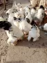 яйца от колумбийска брама , снимка 1