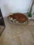 Спешно! Подарявам младо кученце Кичи в село Свобода (близо до Добрич), снимка 3