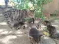 5 сладки бебенца котенца, снимка 9