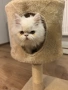 продавам персийско коте женско, снимка 4