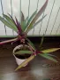 Традесканция рео, кротон,христов венец и други цветя/бамбук/цени в описанието , снимка 4