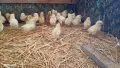 Продавам пилета носачки Ломан Браун. , снимка 2