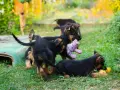 Чистокръвни немски овчарки , снимка 6