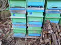 пчелни кошери с магазини, снимка 2