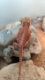 Червена Брадата Агама / Red Pogona vitticeps, снимка 2