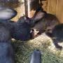 мъжки зайци великани , снимка 3