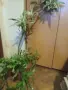 Продавам коледниче и драцена, снимка 1