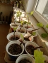 Смокини разсад в кофичка, с височина 20-25см., снимка 6