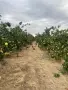 Продавам дюли.., снимка 4