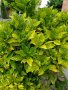 Аукуба Японика, студоустойчива!, снимка 1 - Градински цветя и растения - 29885586