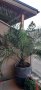 Финикова палма, снимка 1