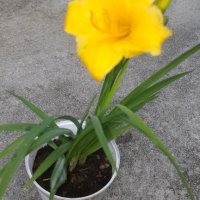 Хемерокалис , снимка 2 - Градински цветя и растения - 36977820