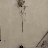 Студоустойчиви маслини Мегарон, снимка 8 - Градински цветя и растения - 42298151