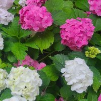 Многогодишна студоустойчива хортензия , снимка 10 - Градински цветя и растения - 37338913