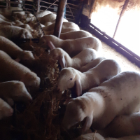  Продава агнета, овце и кочове, снимка 6 - Овце - 44641135