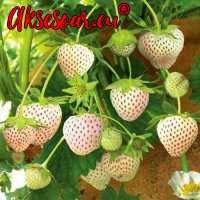 100 семена от плод бяла ягода органични плодови бели ягодови семена от вкусни ягоди отлични плодове , снимка 2 - Сортови семена и луковици - 37706682