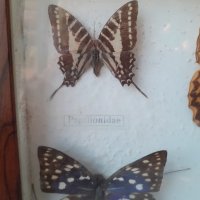  Пано с истински пеперуди в рамка 47х23 см, снимка 7 - Пана - 34871203