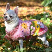  Ръчно бродирани перуански кучешки дрешки различни цветове и размери, снимка 9 - За кучета - 42804804